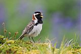 Lapland Longspur